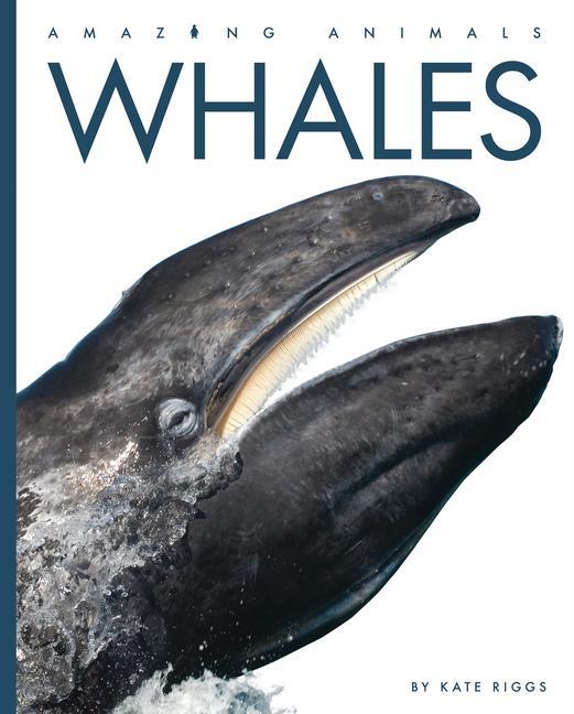 Książka Whales 