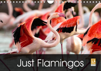 Calendar / Agendă Just Flamingos (Wall Calendar 2023 DIN A4 Landscape) Dalyn