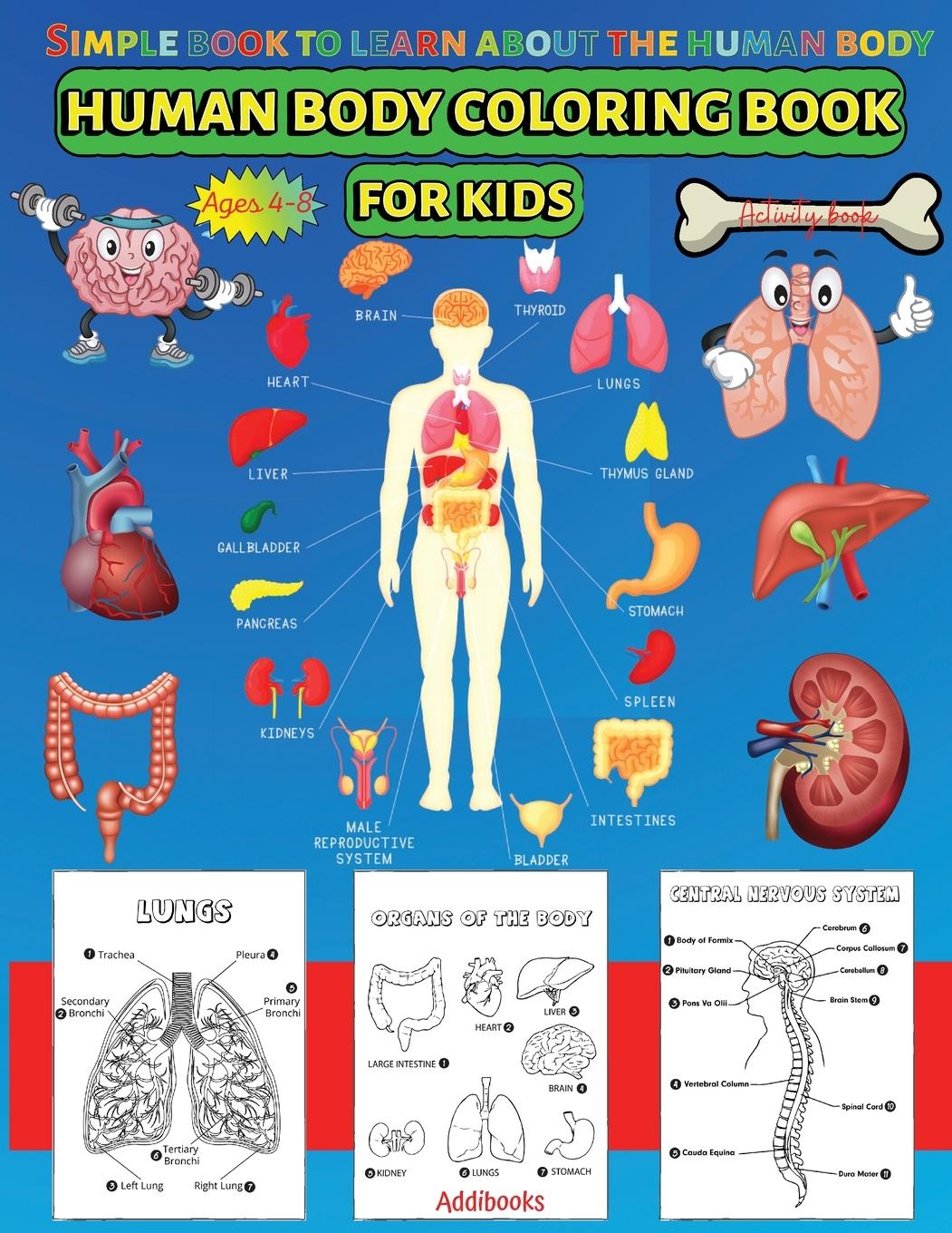 Kniha Human Body coloring & Activity Book for Kids| Simple Book to Learn About the Human Body 