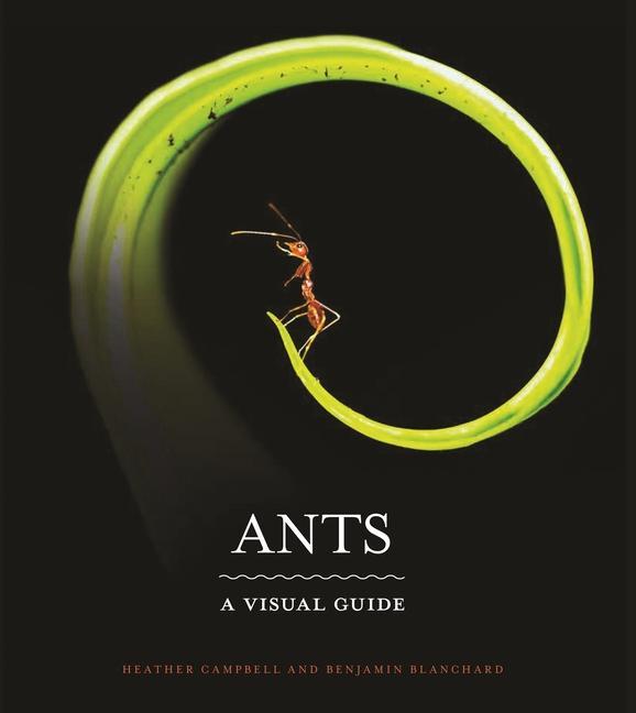 Kniha Ants Benjamin Blanchard