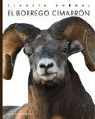 Carte El Borrego Cimarrón Bodden
