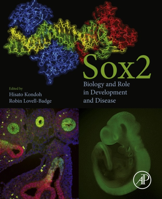 E-book Sox2 Hisato Kondoh