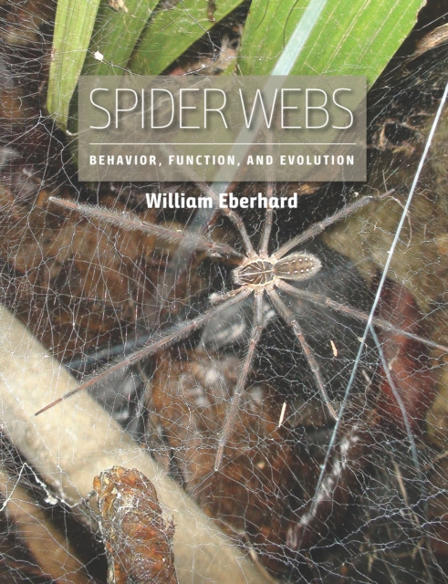 E-knjiga Spider Webs Eberhard William Eberhard