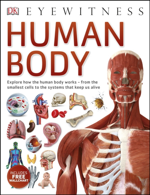 E-knjiga Human Body DK