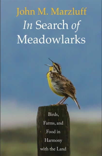E-kniha In Search of Meadowlarks Marzluff John M. Marzluff