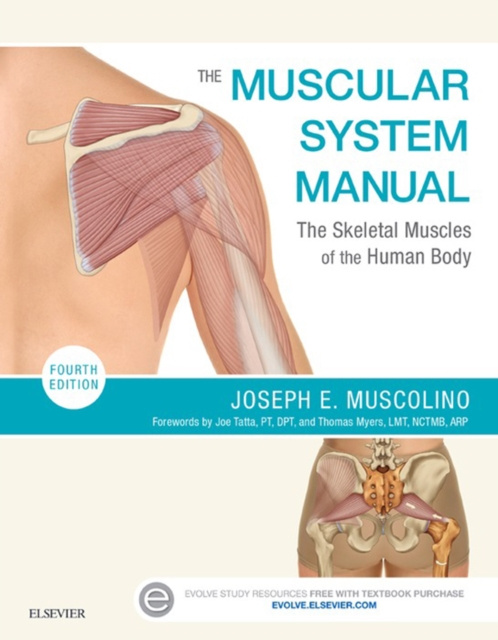 E-book Muscular System Manual Joseph E. Muscolino