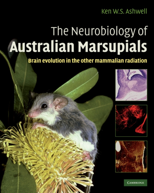 E-kniha Neurobiology of Australian Marsupials Ken Ashwell