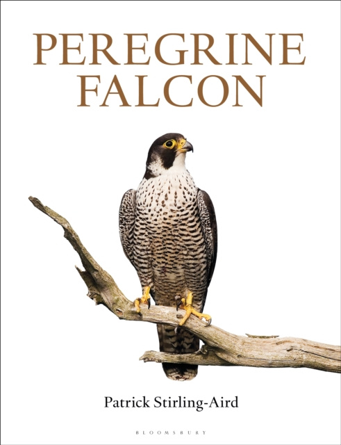 E-book Peregrine Falcon Stirling-Aird Patrick Stirling-Aird
