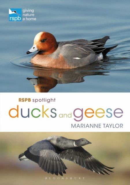 E-book RSPB Spotlight Ducks and Geese Taylor Marianne Taylor