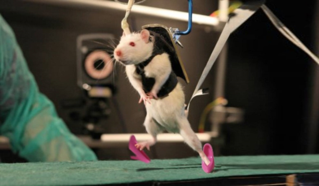 E-book In Experiments With Rats Antonio Morcillo Lopez