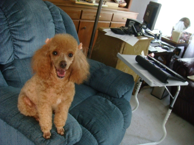 E-knjiga Bouncing Poodle Patti Schwindt