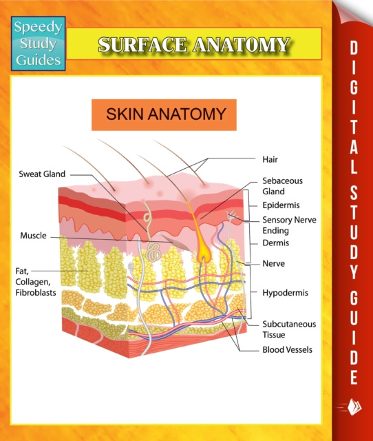 E-knjiga Surface Anatomy Speedy Study Guides Speedy Publishing