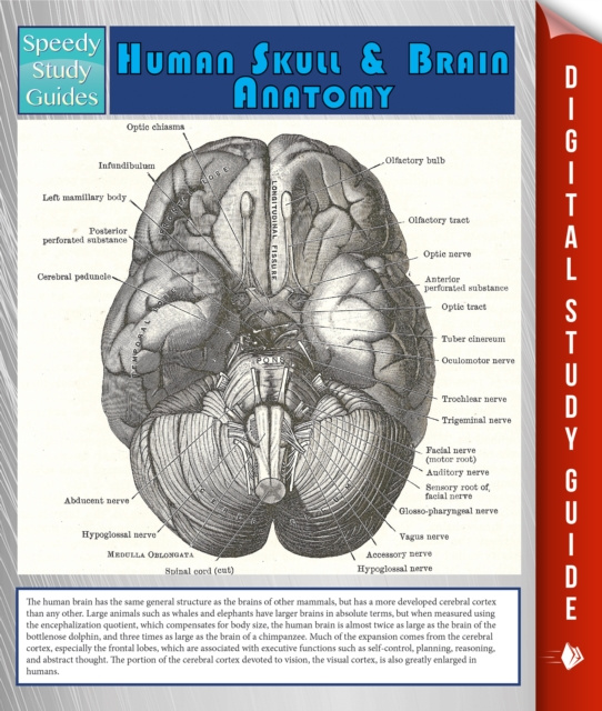 E-kniha Human Skull And Brain Anatomy (Speedy Study Guide) Speedy Publishing