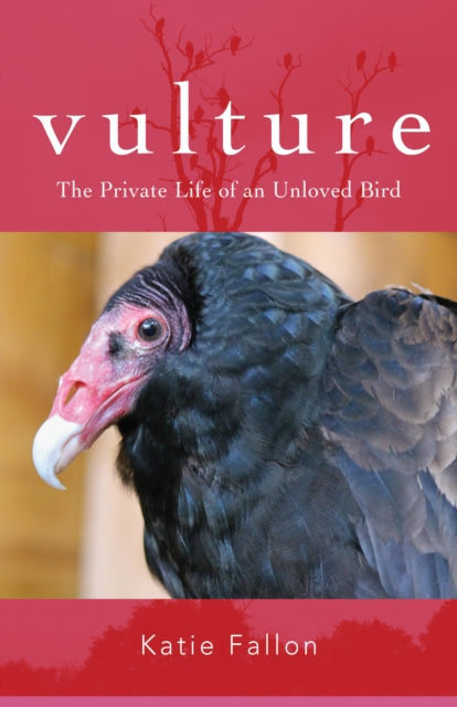E-knjiga Vulture Fallon Katie Fallon