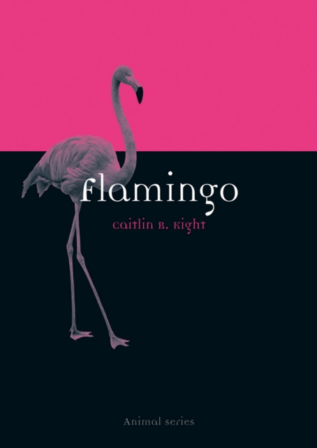 E-book Flamingo Kight Caitlin R. Kight
