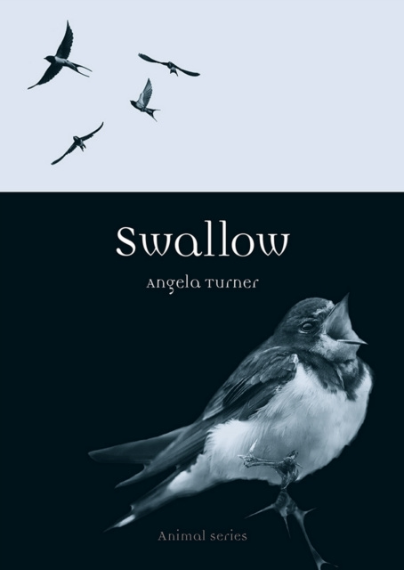 E-knjiga Swallow Turner Angela Turner