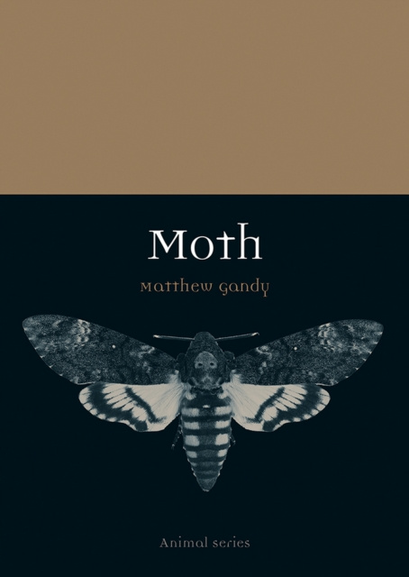 E-knjiga Moth Gandy Matthew Gandy