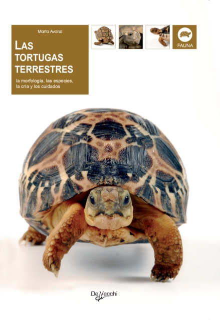 E-book Las tortugas terrestres Marta Avanzi