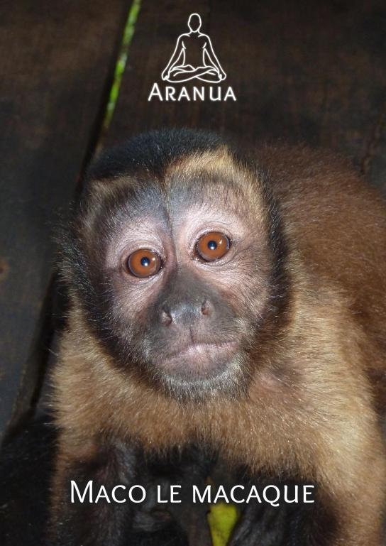 Knjiga Maco le macaque CURTI