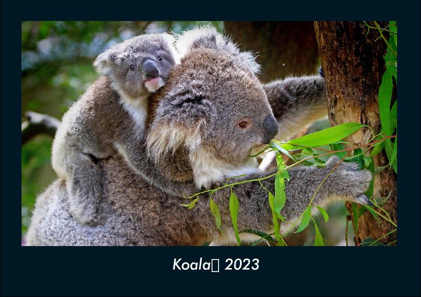 Kalendář/Diář Koala 2023 Fotokalender DIN A4 