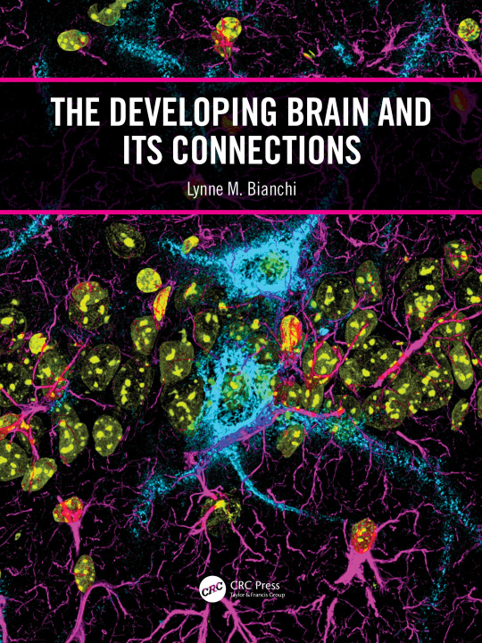 Knjiga Developing Brain and its Connections Lynne M. Bianchi