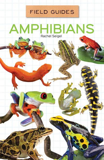 Könyv Amphibians 