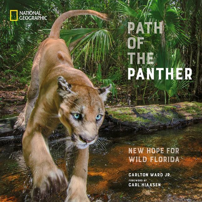 Knjiga Path of the Panther: New Hope for Wild Florida Carl Hiaasen