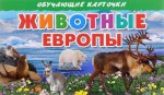 Könyv Животные Европы (набор из 16 карточек) 