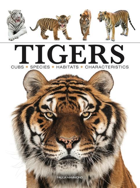 Könyv Tigers 