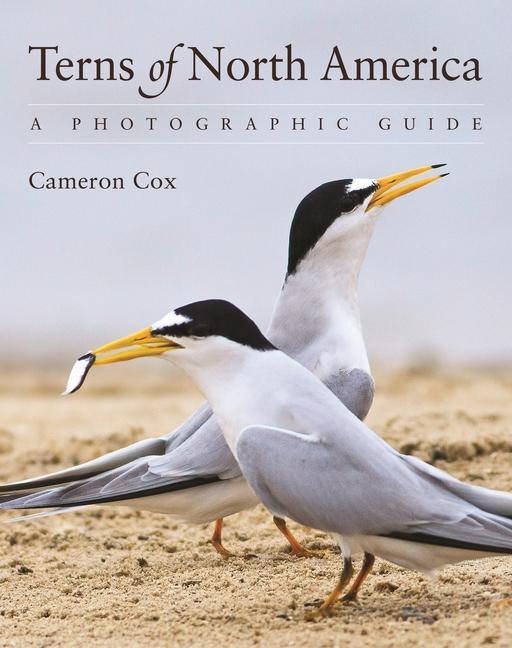 Carte Terns of North America Cameron Cox