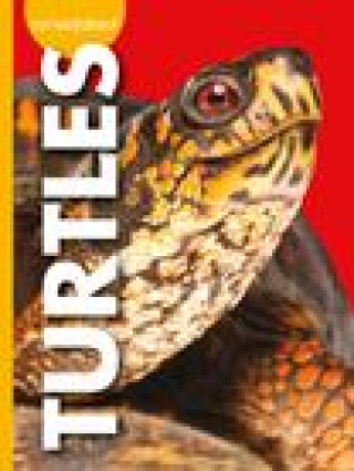 Book Curious about Turtles 