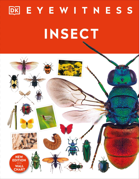 Könyv Insect DK