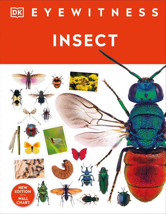 Book Insect DK