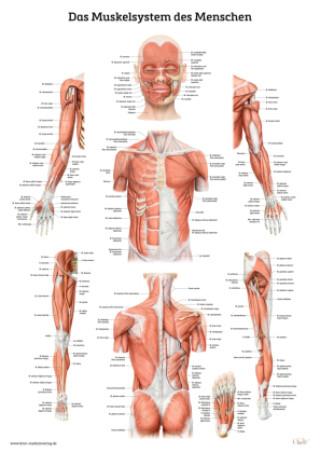 Materiale tipărite Das Muskelsystem des Menschen 