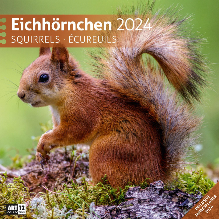 Kalendár/Diár Eichhörnchen Kalender 2024 - 30x30 Ackermann Kunstverlag