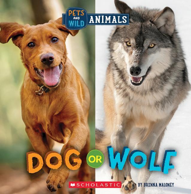 Buch Dog or Wolf (Wild World: Pets and Wild Animals) 