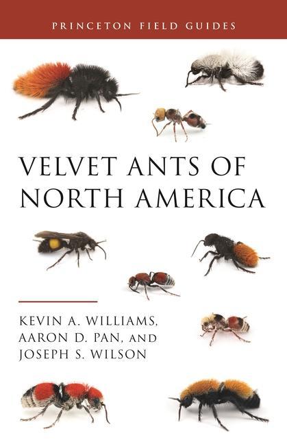 Carte Velvet Ants of North America Kevin A. Williams