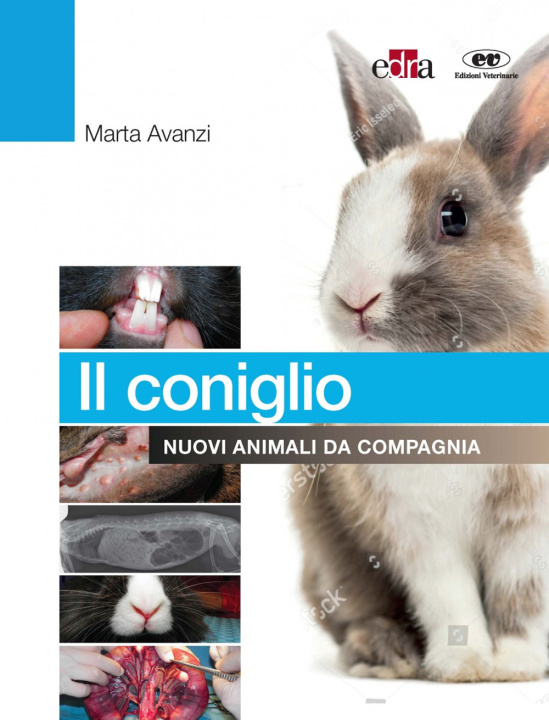 Книга coniglio. Nuovi animali da compagnia Marta Avanzi