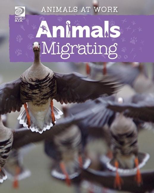 Book Animals Migrating Alex Wolf