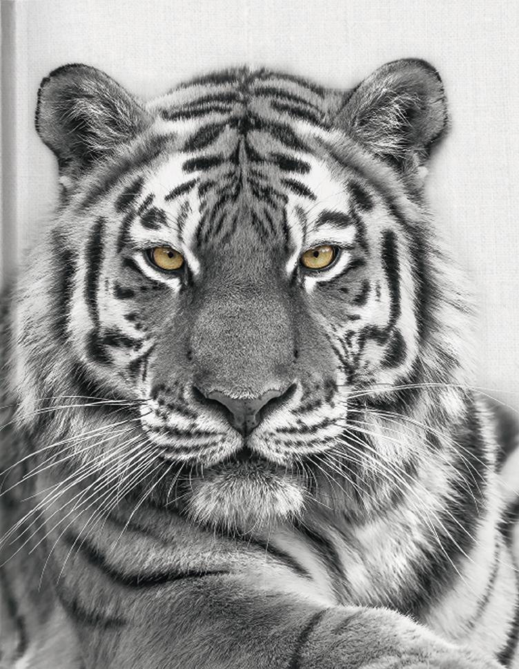 Kniha Tiger 