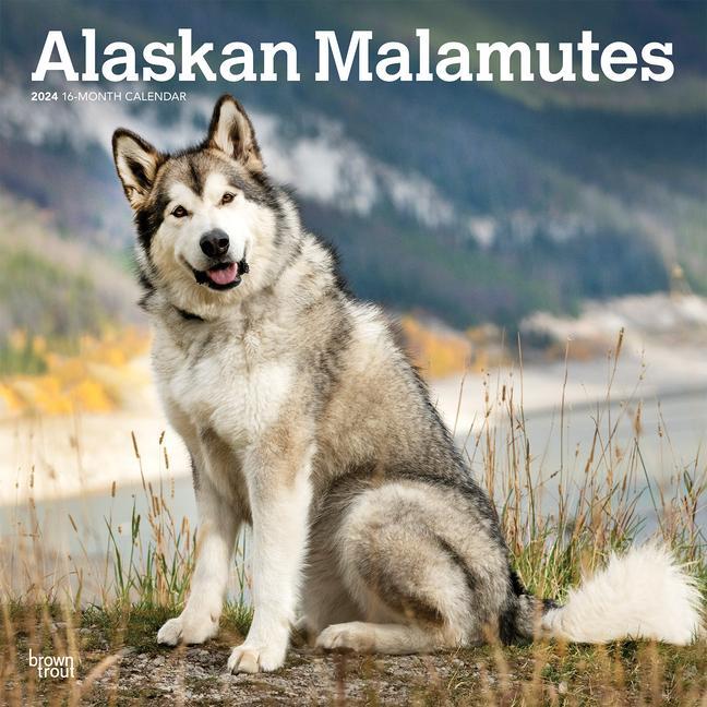 Календар/тефтер Alaskan Malamutes 2024 Square 