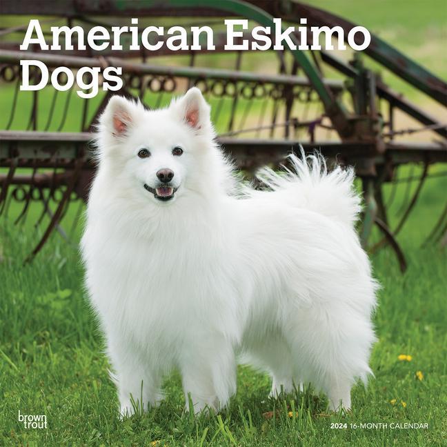 Calendar / Agendă American Eskimo Dogs 2024 Square 