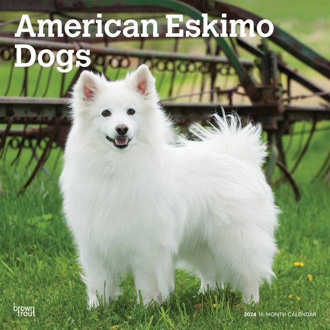 Calendario/Agenda American Eskimo Dogs 2024 Square 