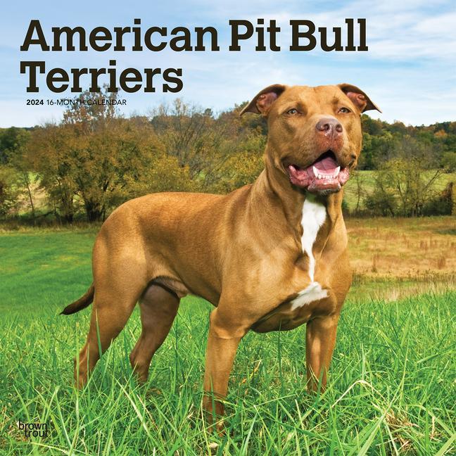 Kalendář/Diář American Pit Bull Terriers 2024 Square 