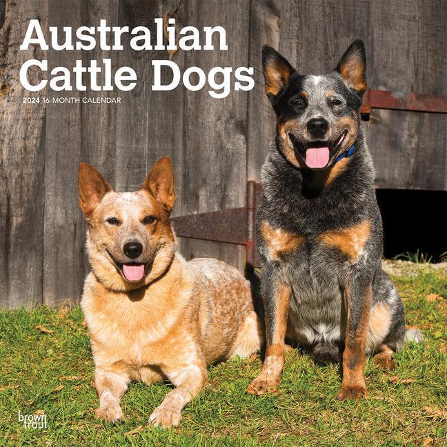 Calendar / Agendă Australian Cattle Dogs 2024 Square 