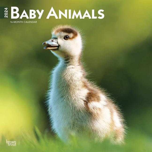 Calendar / Agendă Baby Animals 2024 Square 