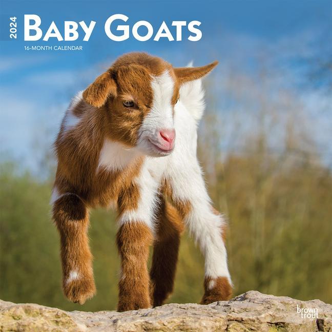 Kalendarz/Pamiętnik Baby Goats 2024 Square 