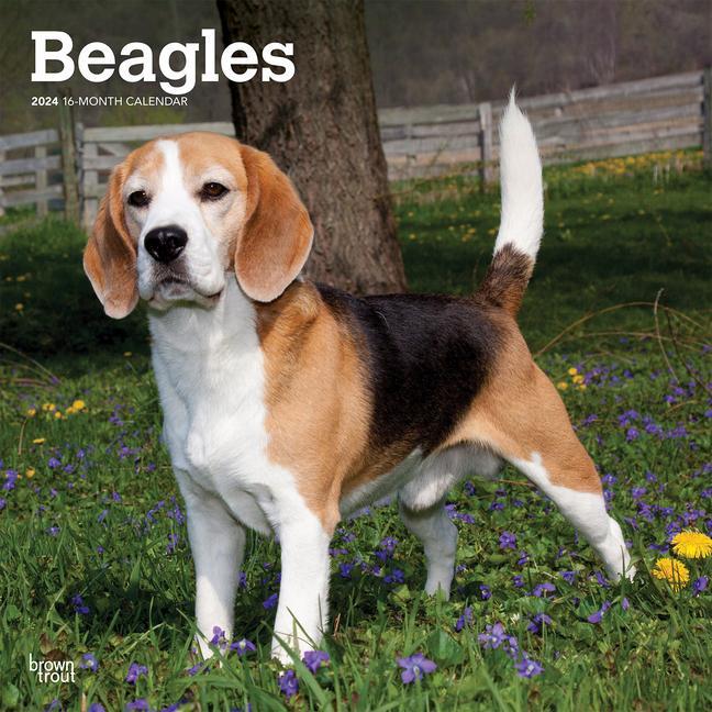 Naptár/Határidőnapló Beagles 2024 Square 