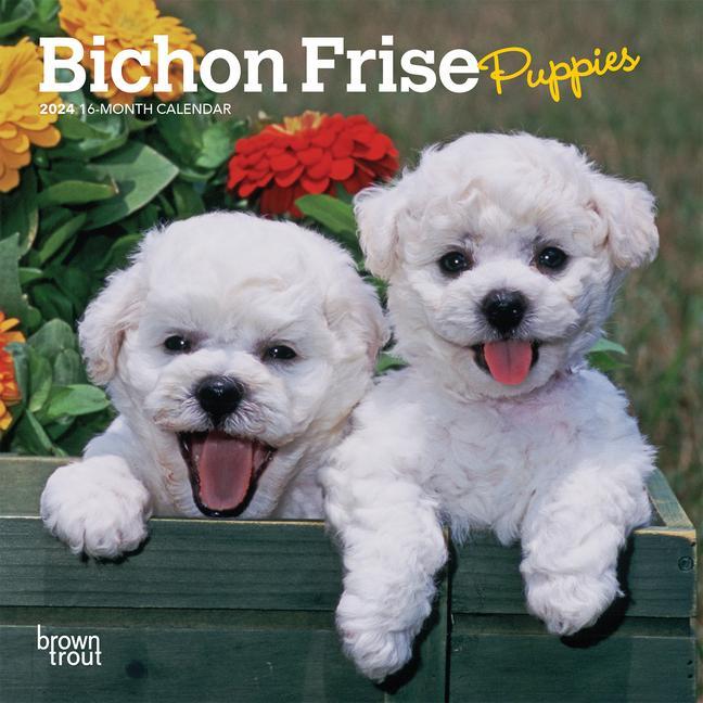 Carte Bichon Frise Puppies 2024 Mini 7x7 