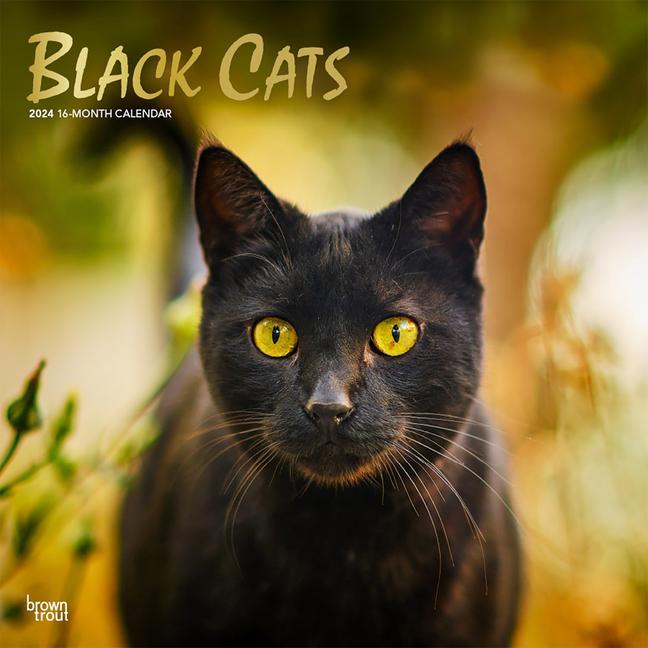 Naptár/Határidőnapló Black Cats 2024 Square Foil 